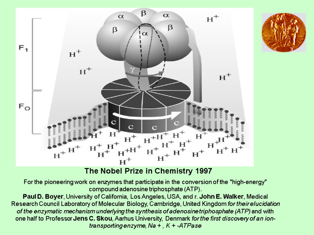 For the pioneering work on enzymes that participate in the conversion of the 